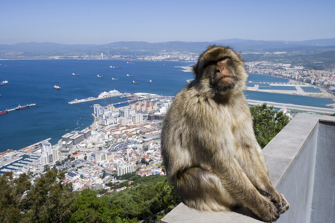 Gibraltar Ape on a wall at Nature Reserve Upper Rock, Gibraltar, Europe