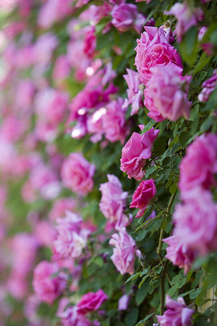 Rosafarbene Rosen in Garten am Alhambra Palast, Granada, Andalusien, Spanien, Europa