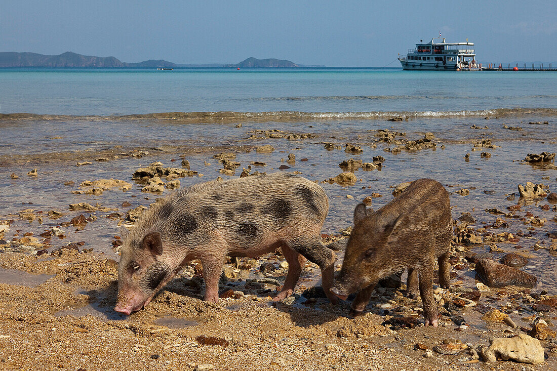 Young pigs on a beach of Koh Chang Island, Trat Province, Thailand, Asia