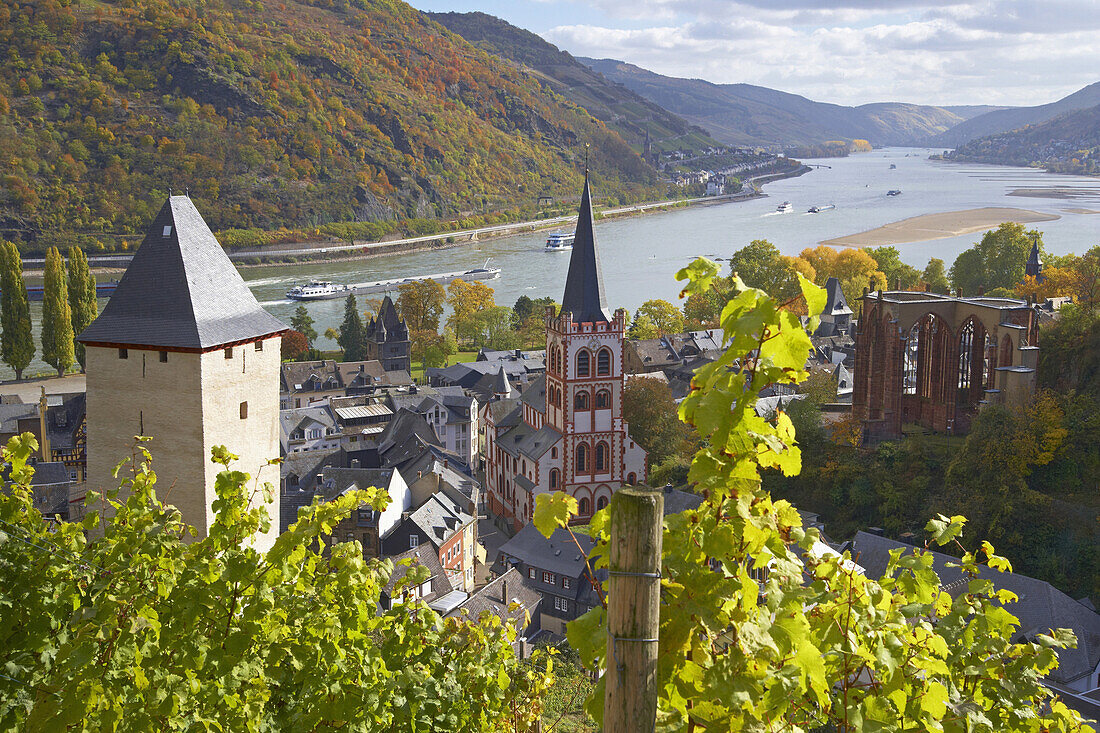 View at Bacharach with Vineyard and Werner chapel, River Rhine, Cultural Heritage of the World: Oberes Mittelrheintal (since 2002), Mittelrhein, Rhineland-Palatinate, Germany, Europe