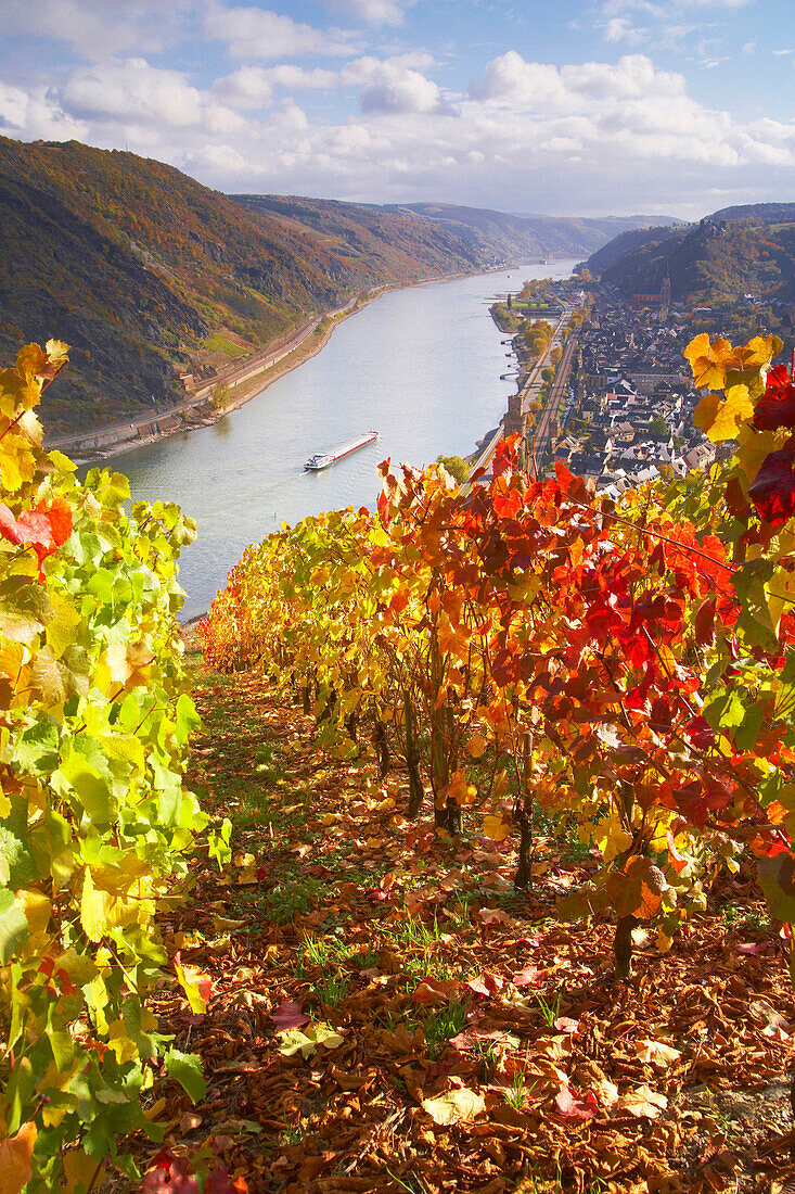 View over vineyard to Oberwesel and river Rhine, Rhineland-Palatinate, Germany