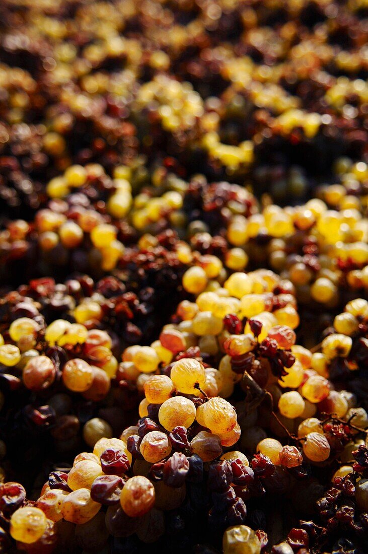 France, Tarn, Gaillac, wine producers Bernard et Myriam Plageoles, 'L'en de l'el,  &mauzac', local grappes, for white dry & sweet, grappe drying