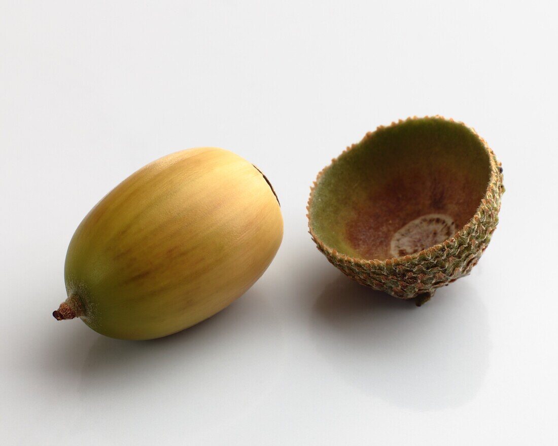One acorn close up