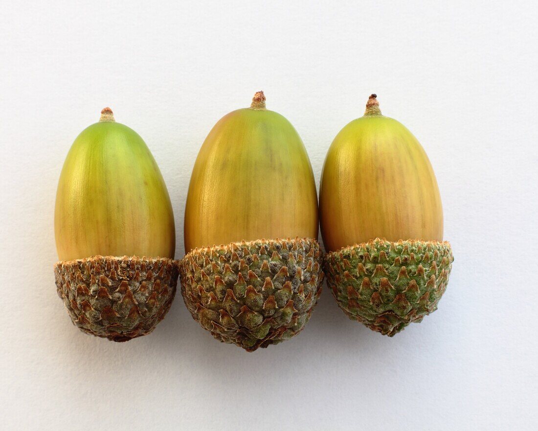 Three acorns close up.