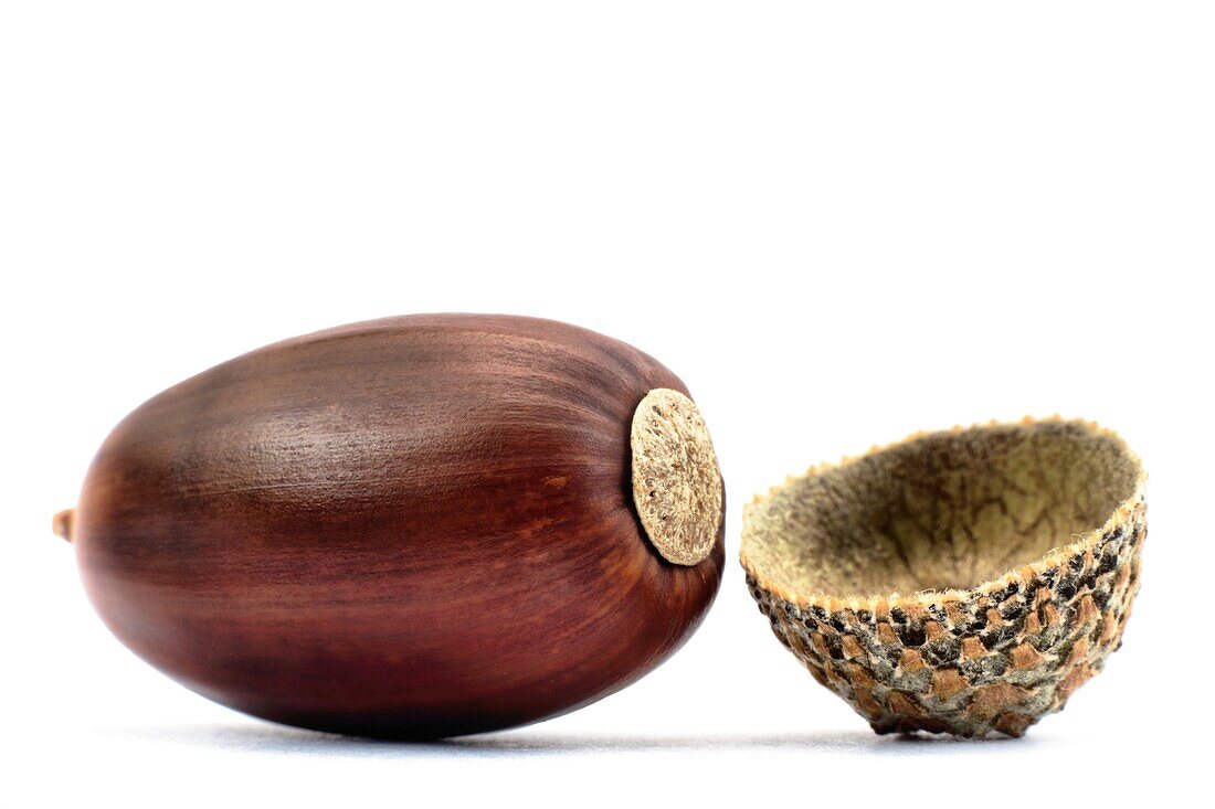 A single acorn close up