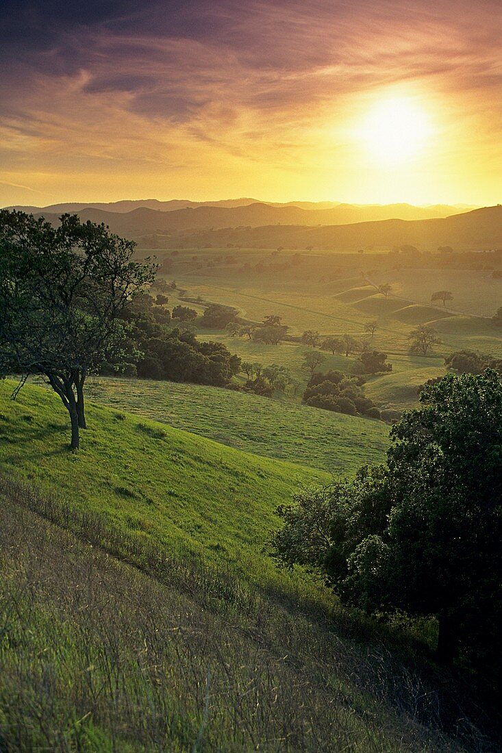 Green hills in spring at sunset Foxen Canyon Road, near Los Olivos, Santa Barbara County, California