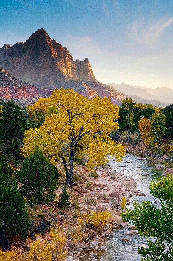 The Watchman over Cottonwood tree in fall along the Virgin River, Zion National Park, Utah