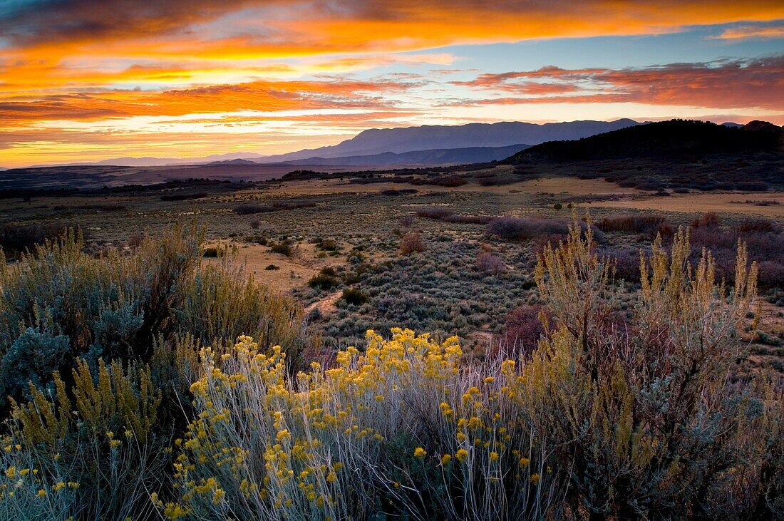 Sunset light over the high desert plateau along the Kolob Terrace, near Zion National Park, Utah