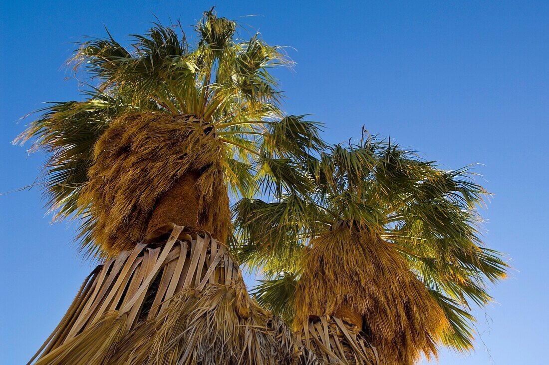 Desert Fan Palm trees Washingtonia filifera at 17 Palms Oasis, Anza Borrego Desert State Park, San Diego County, California
