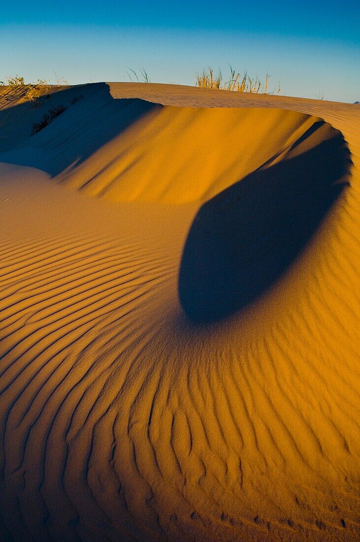 Wind blown patterns in sand dunes at sunrise, North Algodones Dunes Wilderness, Imperial County, California