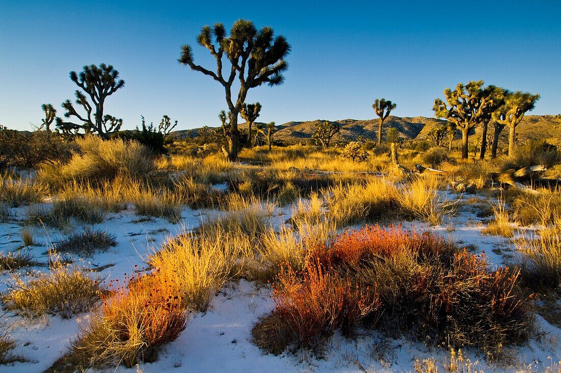Rare winter snowfall on desert floor, Joshua Tree National Park, California