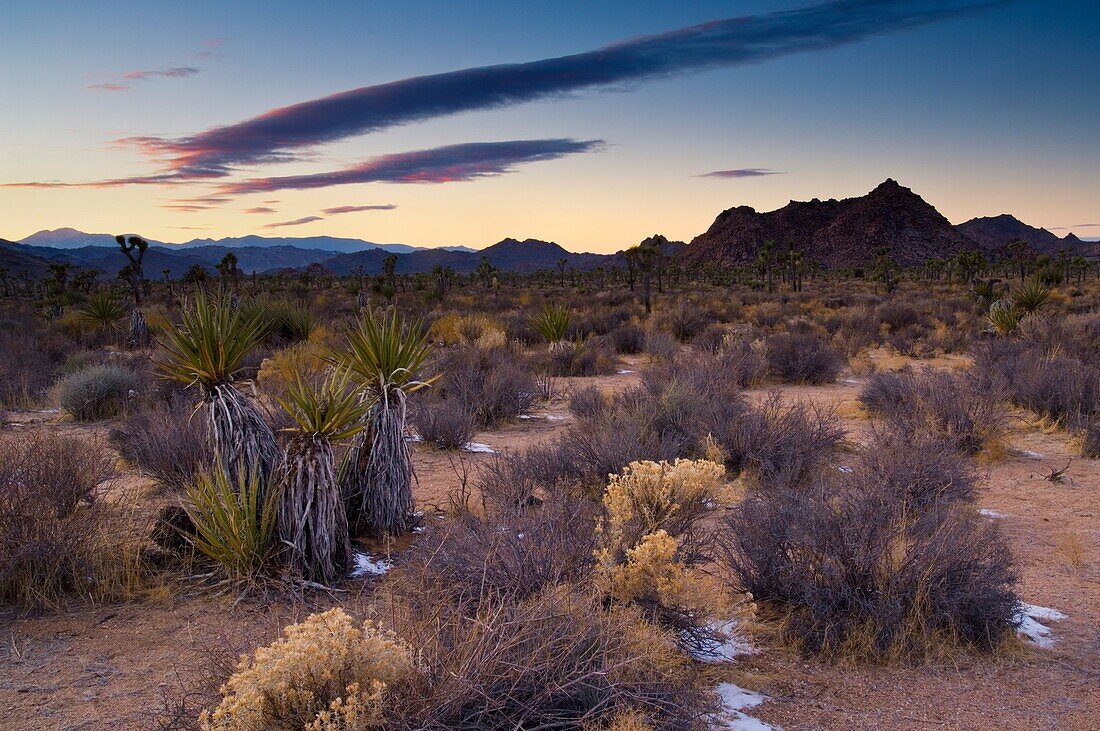 Evening light over desert flora, near Quail Springs, Joshua Tree National Park, California