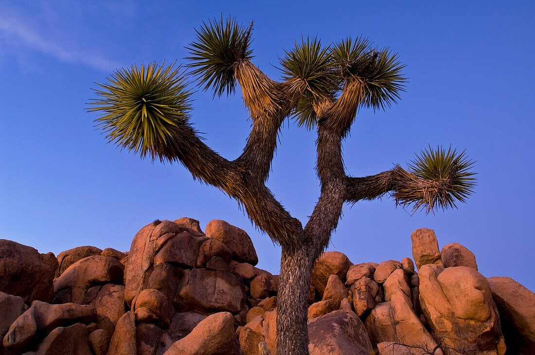 Evening light on Joshua Tree and boulder rock outcrop, near Quail Springs, Joshua Tree National Park, California