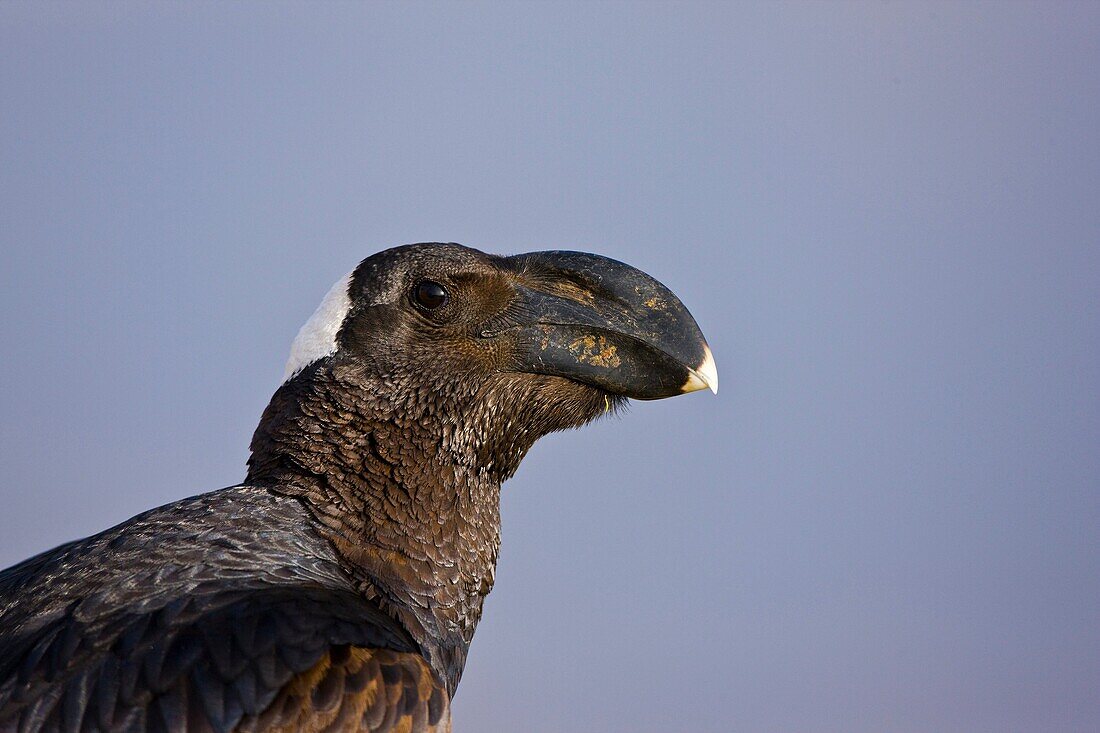 Cuervo picogrueso, Montañas Simien, Etiopia, Africa