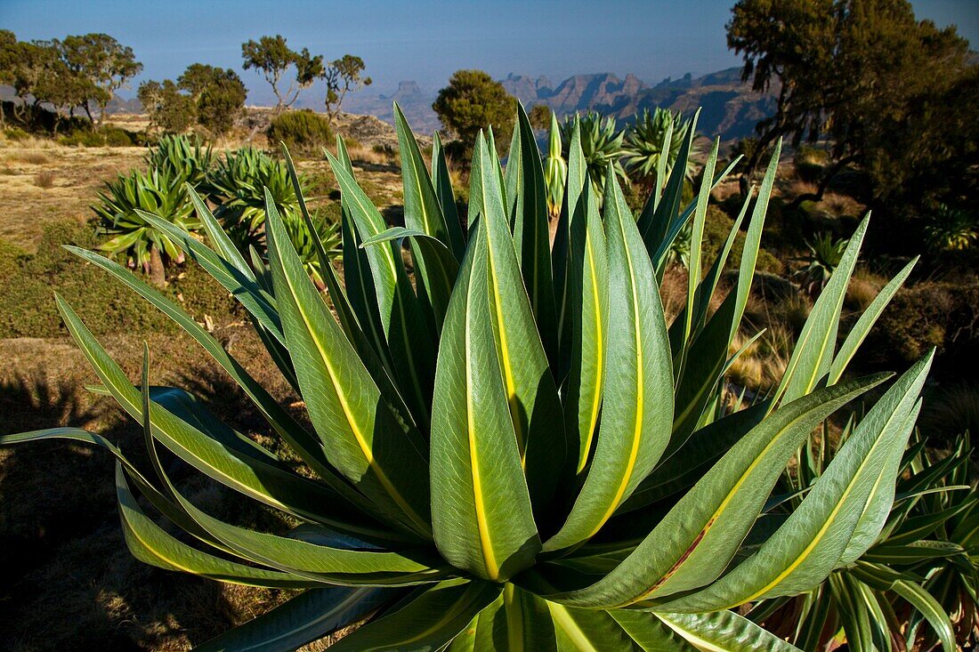 Giant Lobelia in Chennek Area, Simien Mountains, Ethiopia, Africa