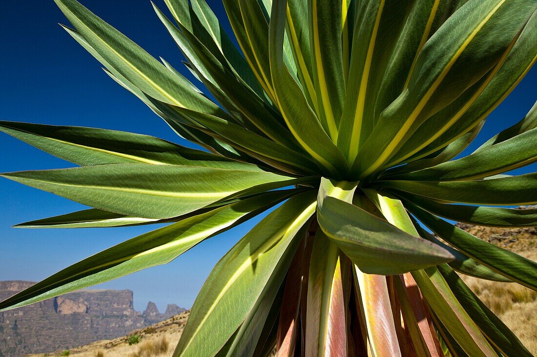 Giant Lobelia in Chennek Area, Simien Mountains, Ethiopia, Africa