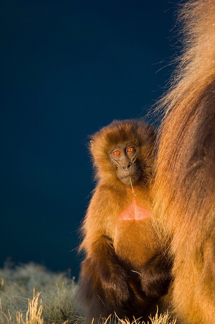 Gelada Baboon, Simien Mountains, Ethiopia, Africa