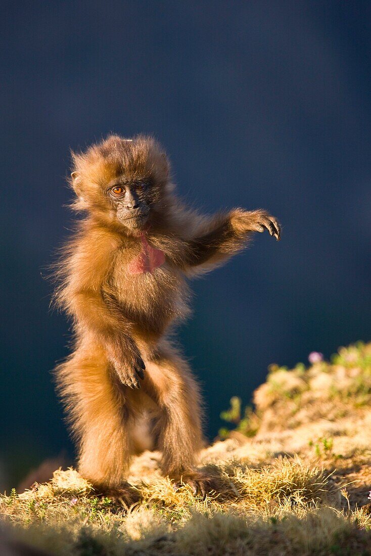 Gelada Baboon, Simien Mountains, Ethiopia, Africa