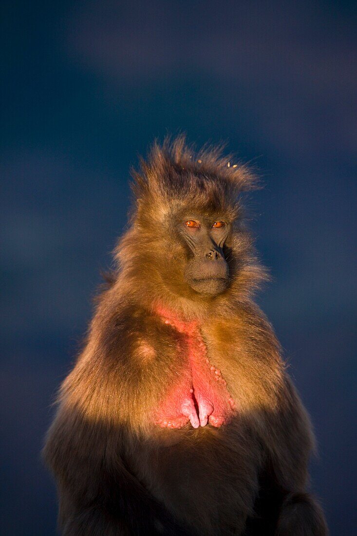 Gelada Baboon, Simien Mountains, Ethiopia, Africa