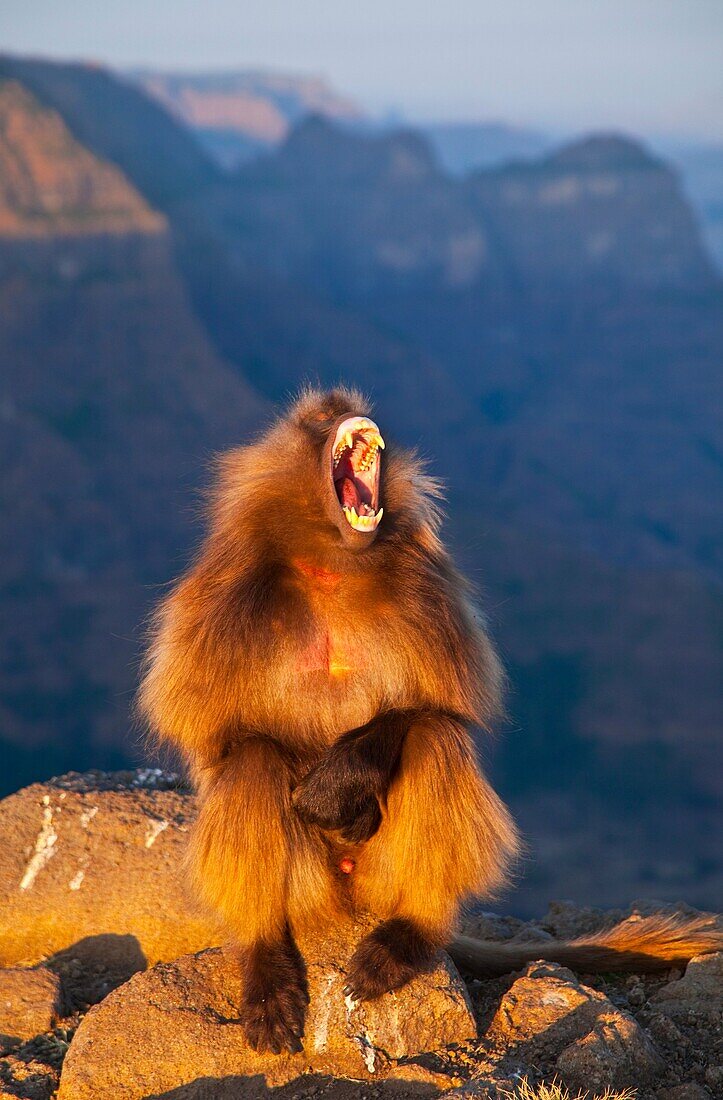 Gelada Baboon, Simien Mountains, Ethiopia, Africa