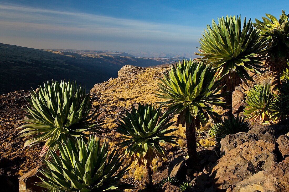 Giant Lobelia, Chennek Area, Simien Mountains, Ethiopia, Africa