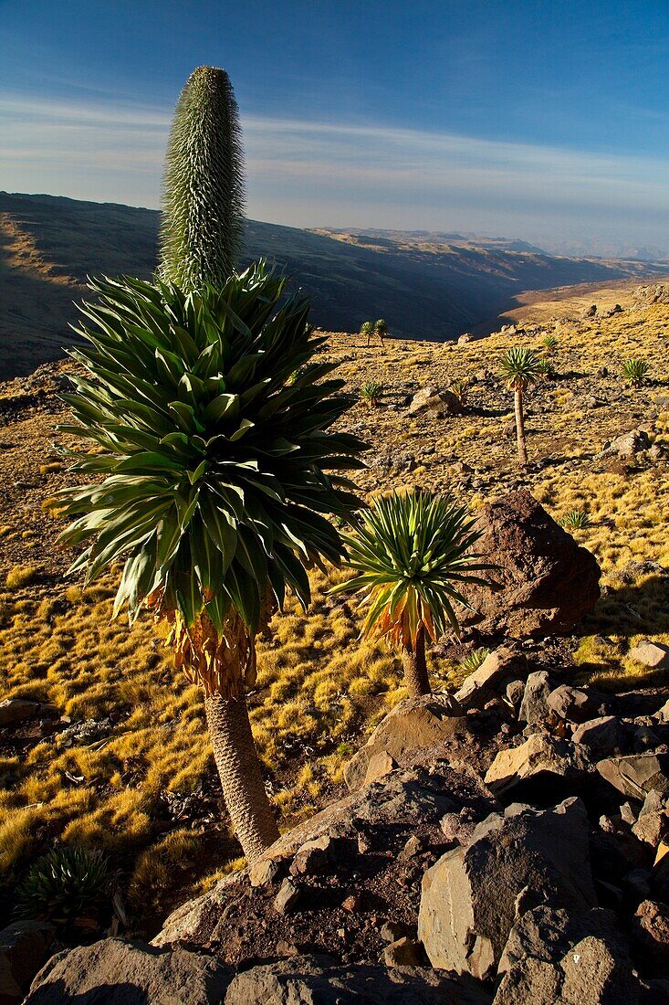 Giant Lobelia, Chennek Area, Simien Mountains, Ethiopia, Africa