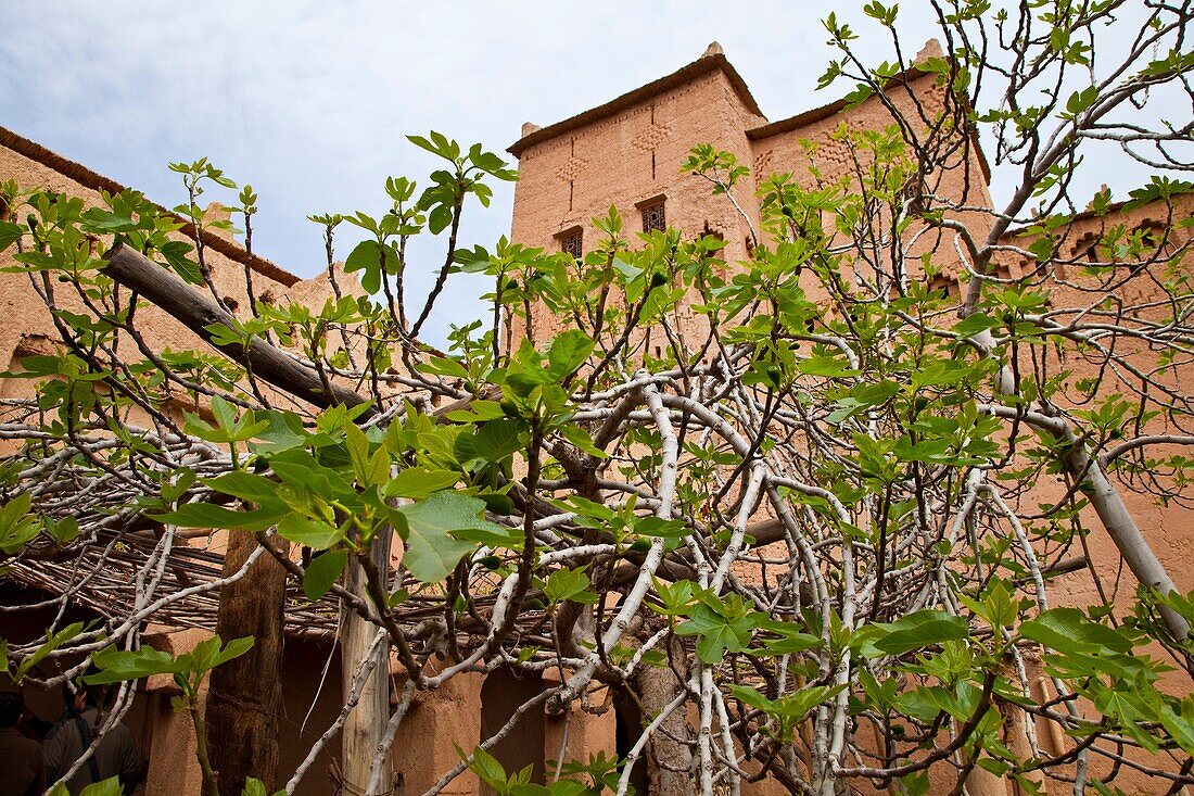 Kasbah Amerhidil, Skoura Oasis, Dades Valley, High Atlas, Morocco, Africa