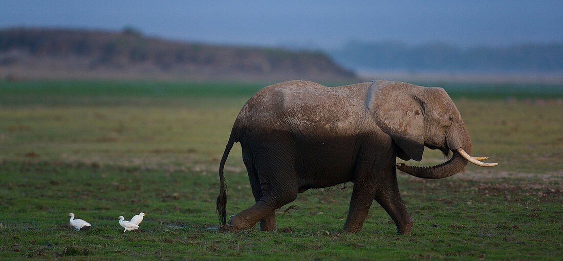 African Elephant, Amboseli National Park, Kenya, Africa