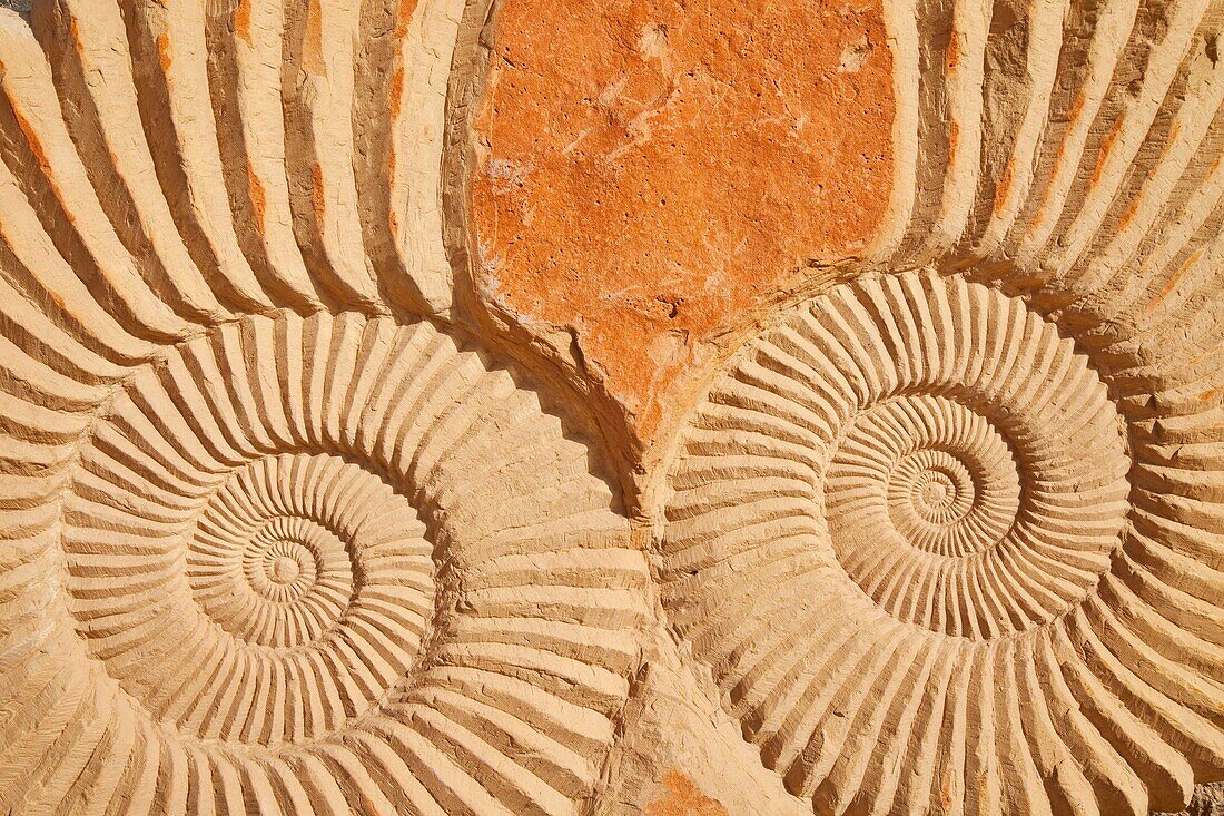 Fossil Ammonites, Sahara Desert, Merzouga, Morocco, Africa