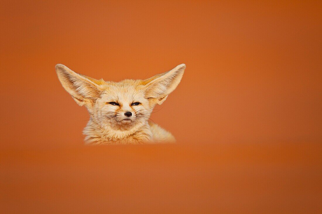 Fennec Fox Vulpes zerda, Sahara Desert, Merzouga, Morocco, Africa