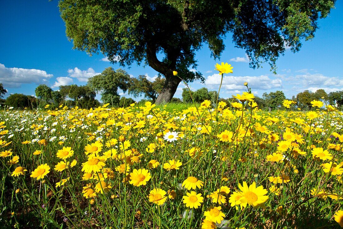 Meadow in Spring, La Serena, Badajoz, Extremadura, Spain