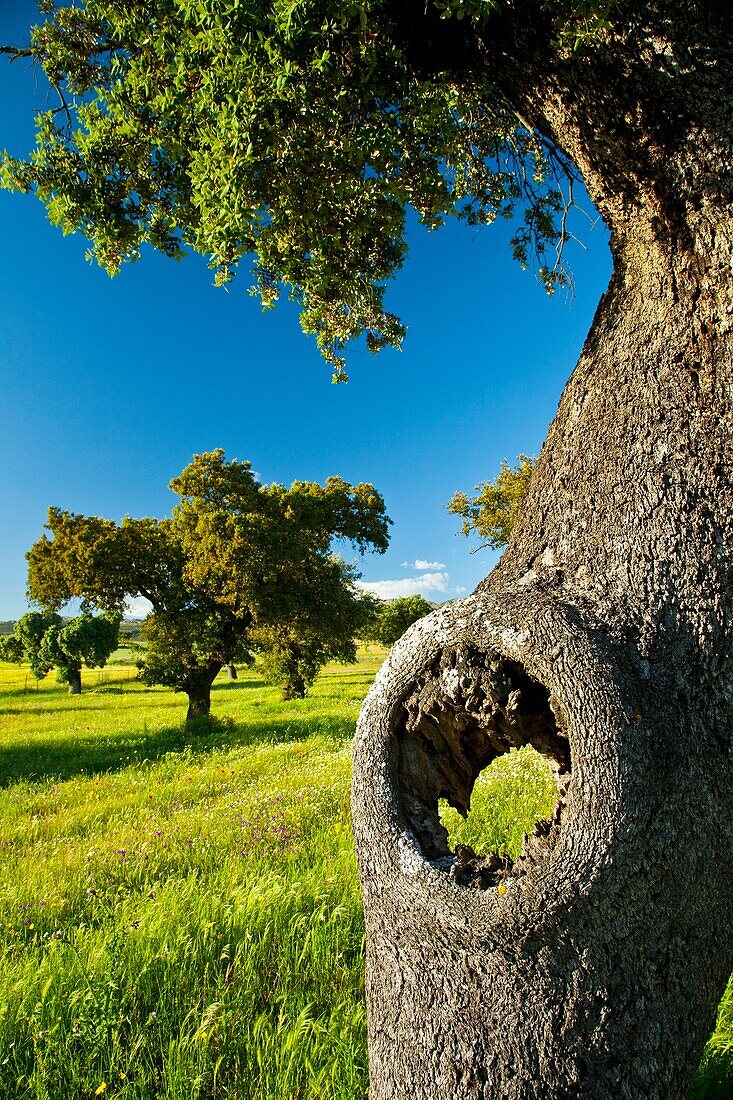 Meadow of HOLM OAK, La Serena, Badajoz, Extremadura, Spain