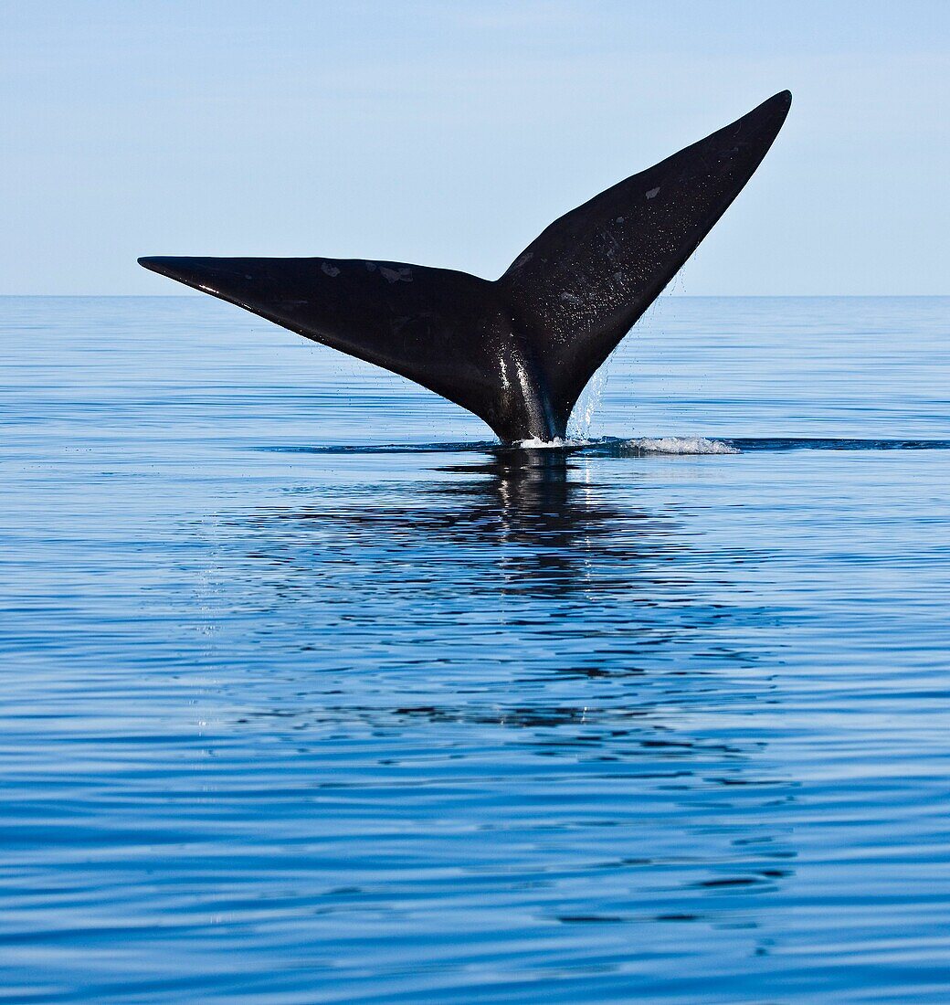 Southern Right Whale Eubalaena australis, Peninsula Valdes, Patagonia, Argentina