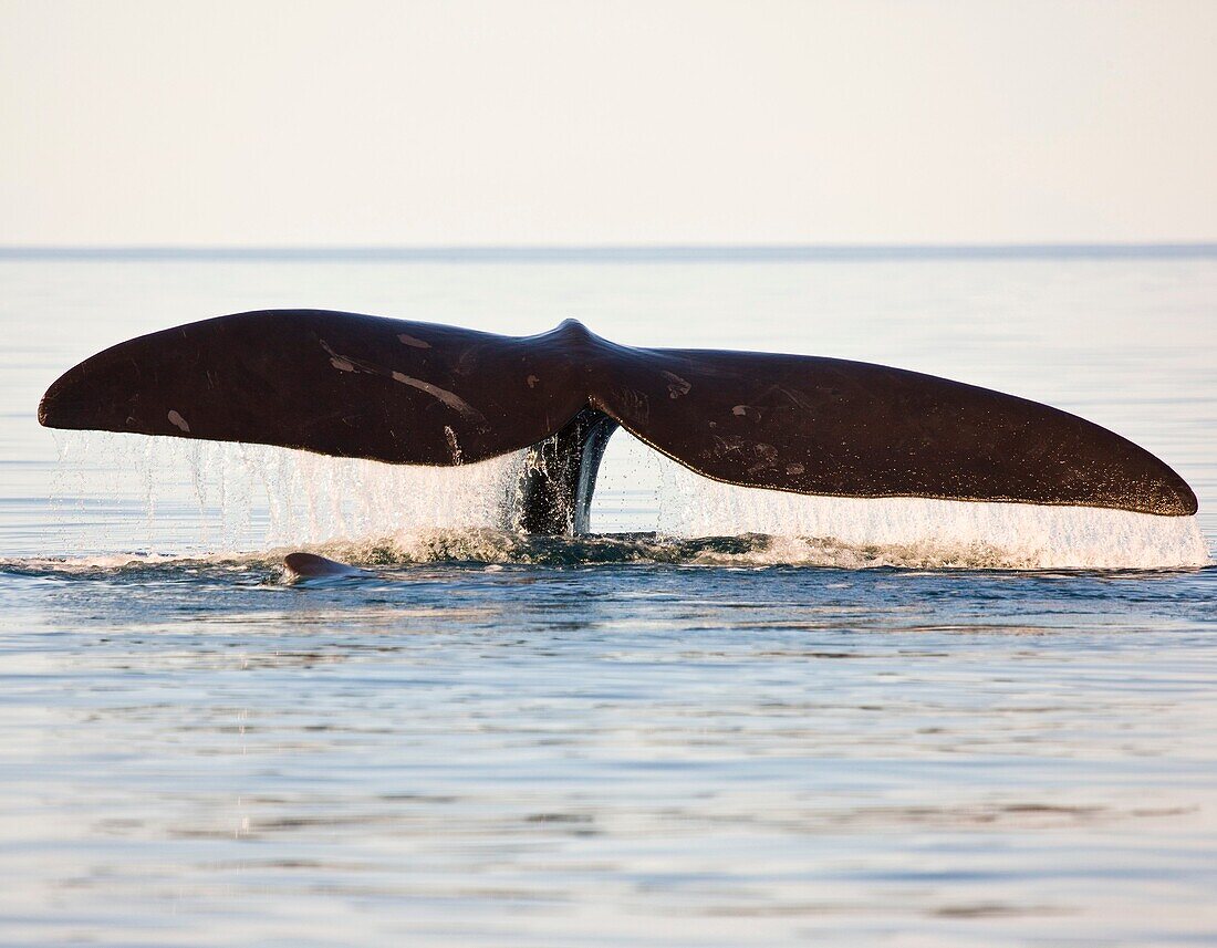 Southern Right Whale Eubalaena australis, Peninsula Valdes, Patagonia, Argentina