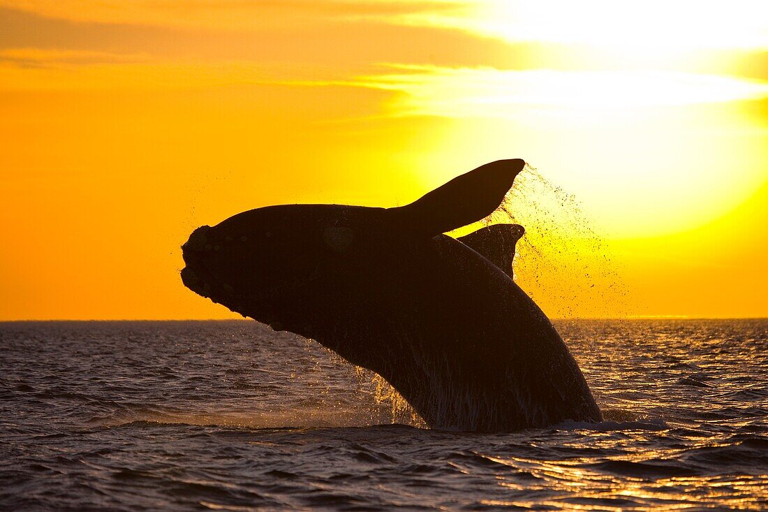 Southern Right Whale Eubalaena australis, Peninsula Valdes, Patagonia, Argentina