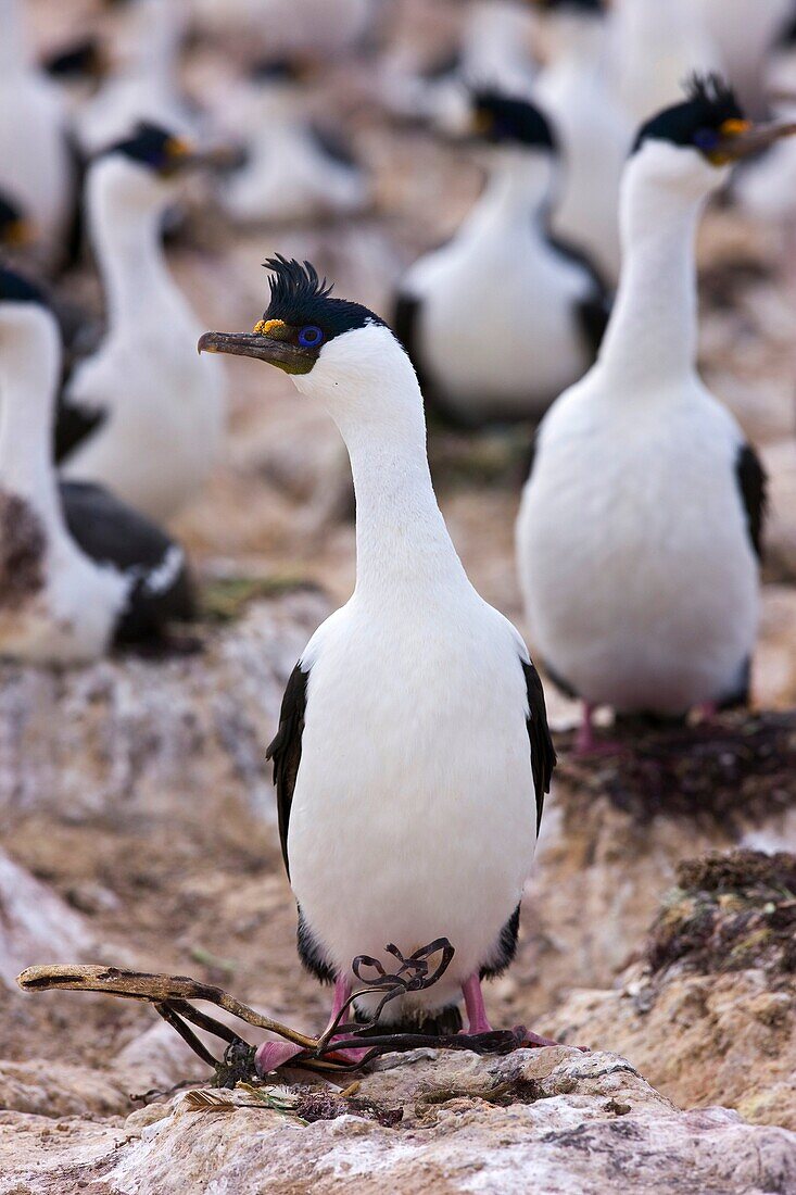 Imperial Shag Phalacrocorax atriceps Patagonia, Argentina