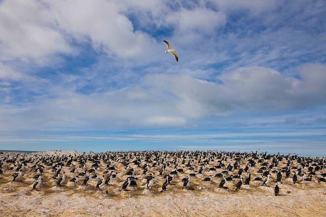 Imperial Shag Phalacrocorax atriceps Patagonia, Argentina