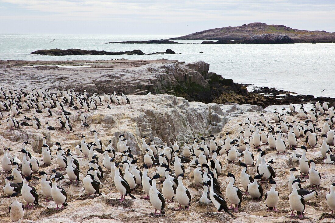 Imperial Shag Phalacrocorax atriceps Patagonia, Argentina