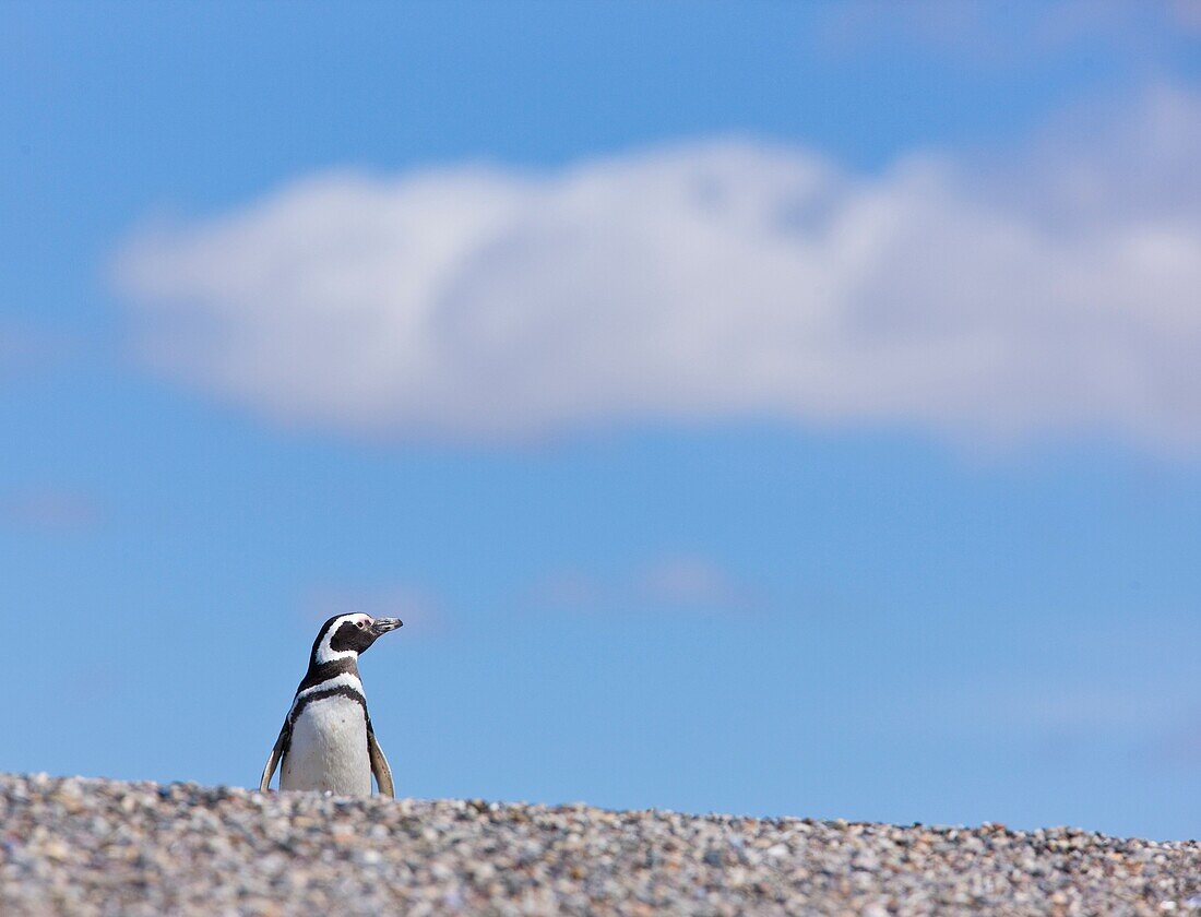 Magellanic Penguin Spheniscus magellanicus, Patagonia, Argentina