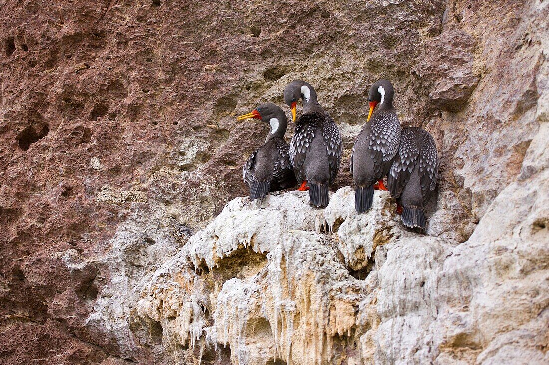 Cormoran gris Phalacrocorax gaimardi, Ria Deseado, Puerto Deseado, Patagonia, Argentina