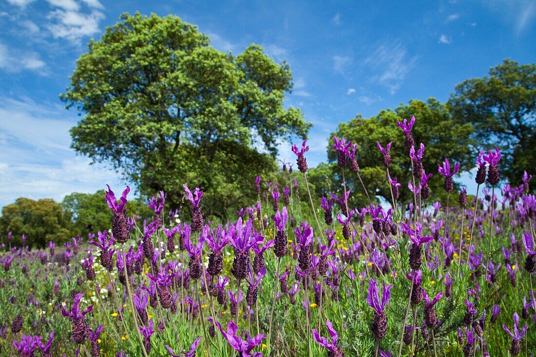 Lavandula angustifolia, Meadow in spring, Extremadura, Spain