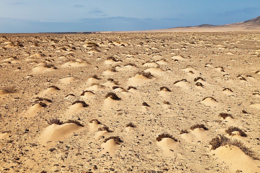 Formación dunar Extremo meridional del Parque Natural de Jandía Península de Jandía Isla Fuerteventura Provincia Las Palmas Islas Canarias España