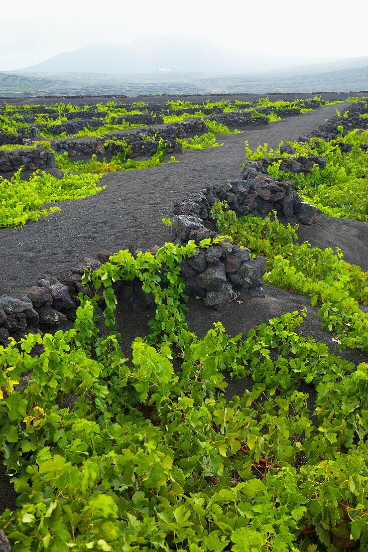 Viñedo de uva malvasia La Geria Isla Lanzarote Provincia Las Palmas Islas Canarias España