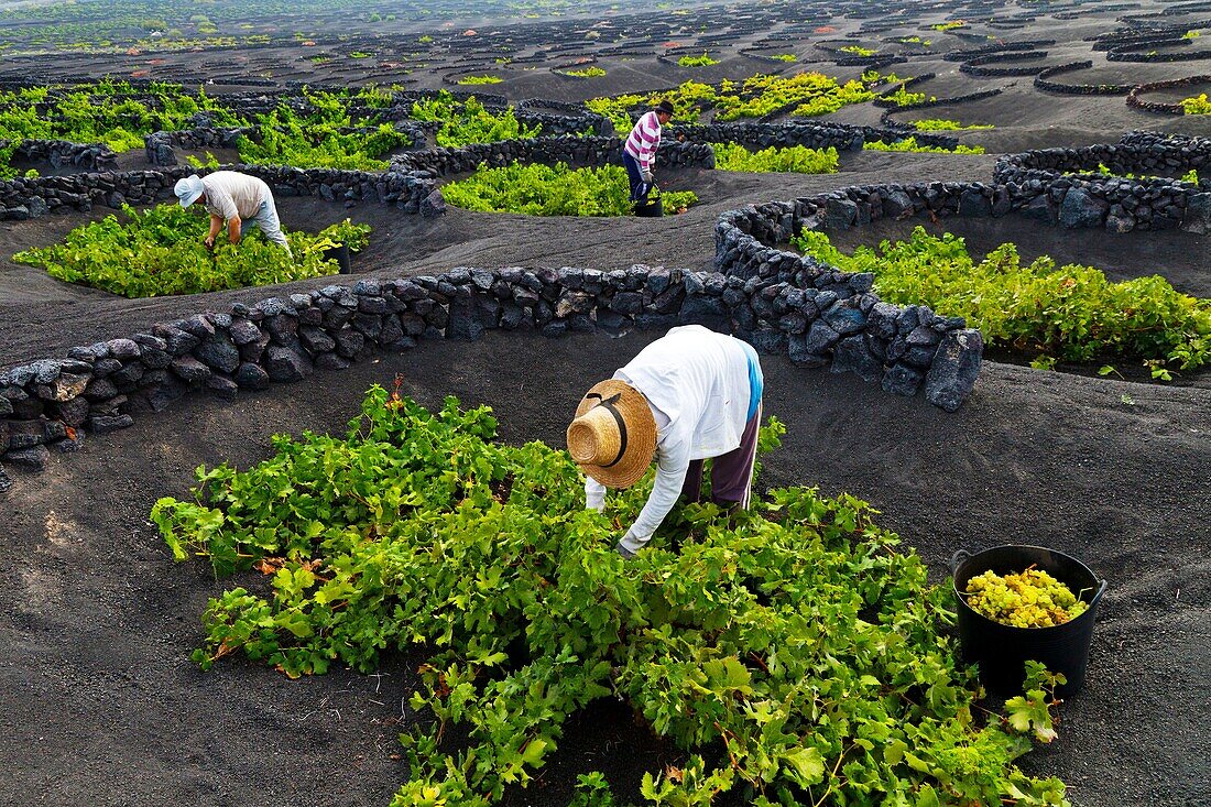 Viñedo de uva malvasia La Geria Isla Lanzarote Provincia Las Palmas Islas Canarias España