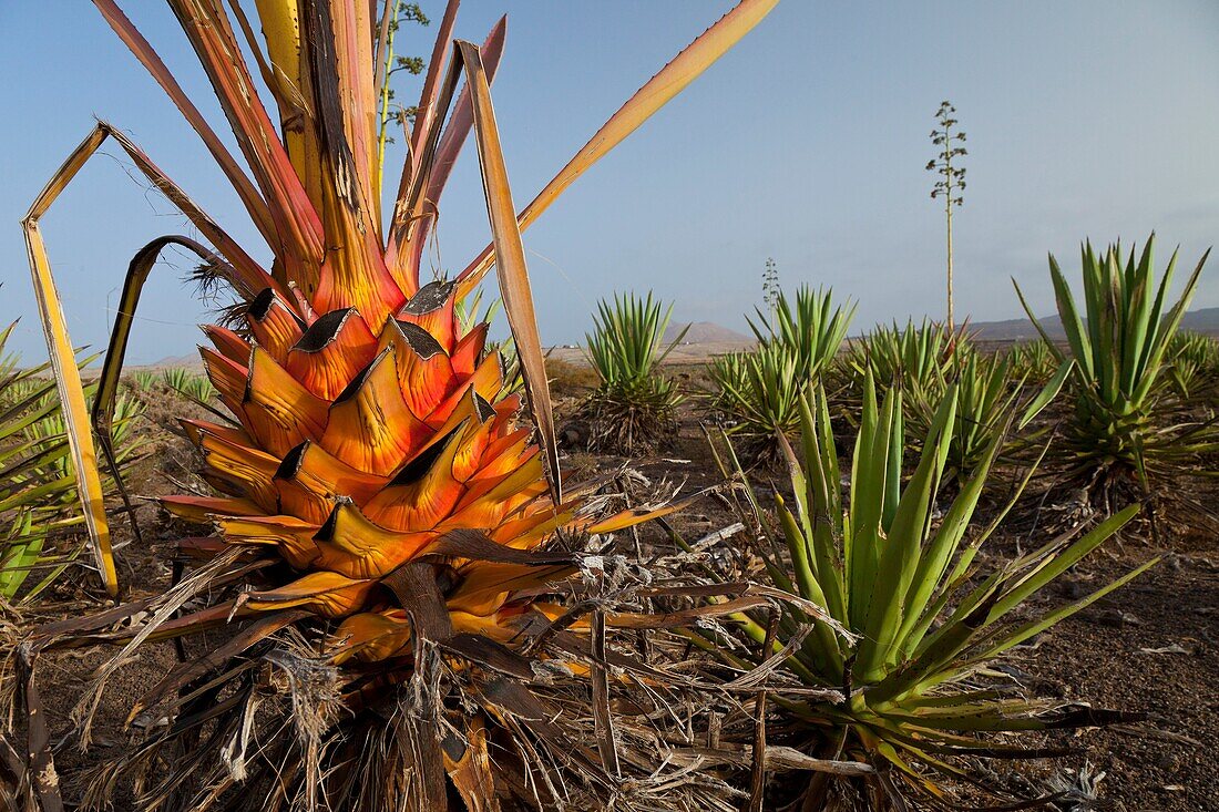 Plantación de pita o ágave Pueblo Lajares Isla Fuerteventura Provincia Las Palmas Islas Canarias España