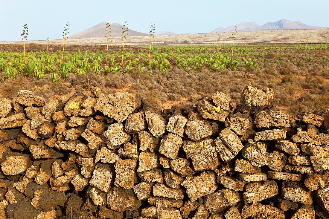 Plantación de pita o ágave Pueblo Lajares Isla Fuerteventura Provincia Las Palmas Islas Canarias España