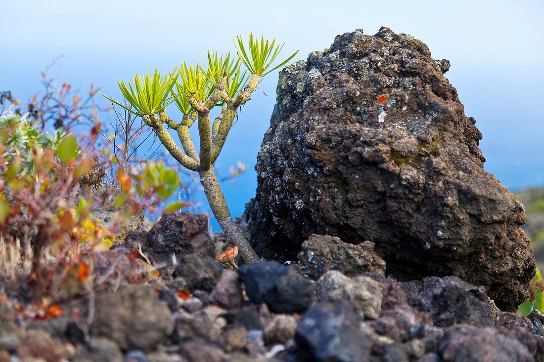 Tabaibas en lavas volcánicas Pueblo Las Caletas Isla La Palma Provincia Santa Cruz Islas Canarias España