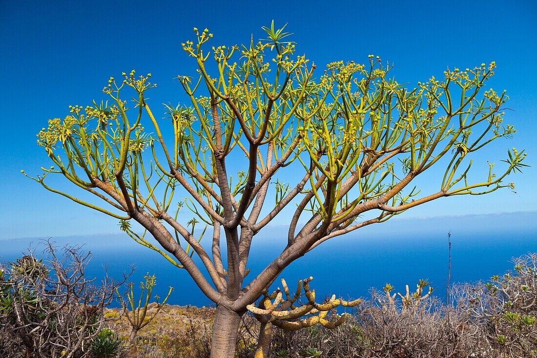 Tabaibas en lavas volcánicas Pueblo Las Caletas Isla La Palma Provincia Santa Cruz Islas Canarias España