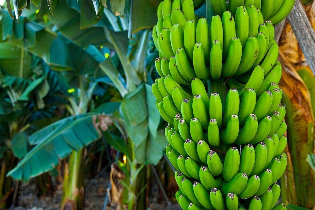 Cultivos de plataneras en ladera del volcán San Antonio Caserío Los Quemados Pueblo Fuencaliente Isla La Palma Provincia Santa Cruz Islas Canarias España