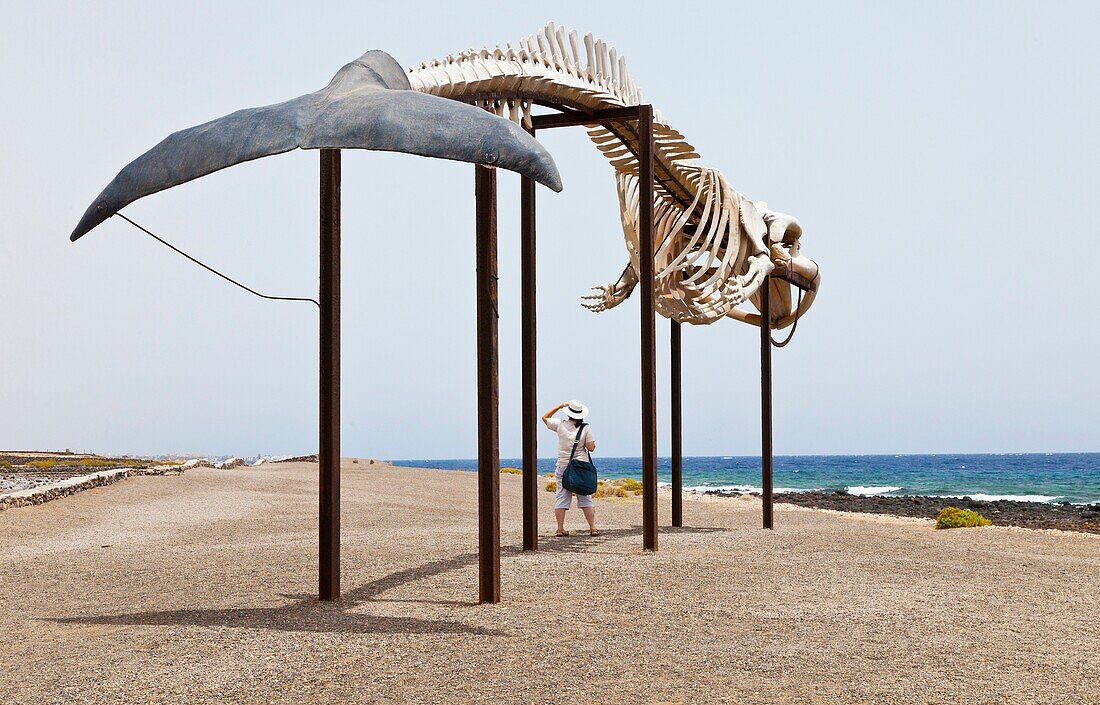 Esqueleto de Ballena Rorcual Museo de la Sal Pueblo Las Salinas del Carmen Isla Fuerteventura Provincia Las Palmas Islas Canarias España